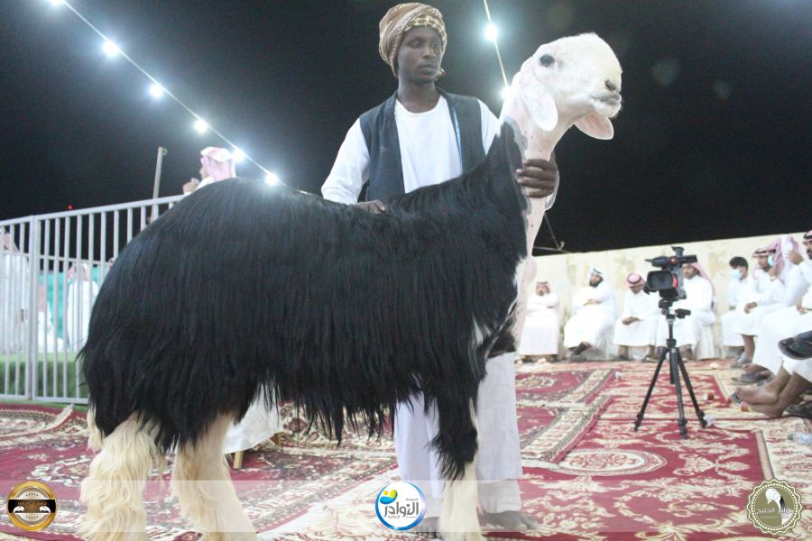 جلسة الدوادمي لنوادر النجدية